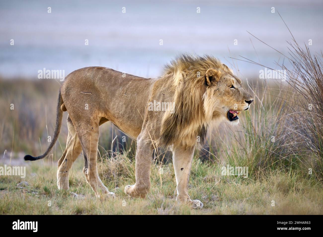 Lion mâle patrouillant son territoire, Parc National d'Etosha, Namibie, Afrique Banque D'Images