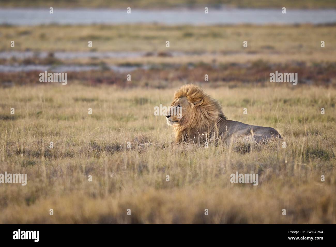 Lion mâle observant son territoire, Parc National d'Etosha, Namibie, Afrique Banque D'Images