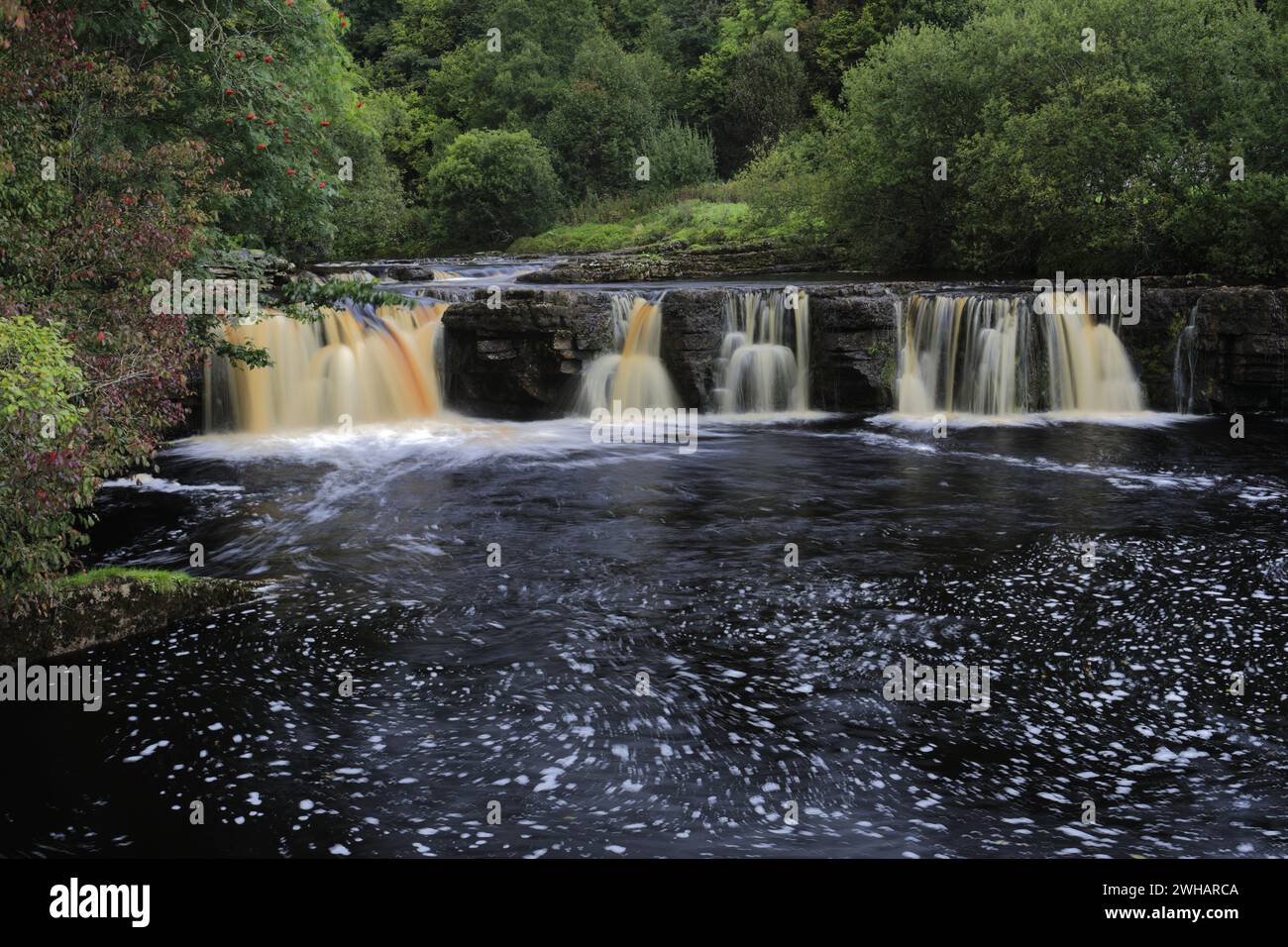 Automne, chutes d'eau de Wain Wath Force, River Swale, Swaledale ; parc national des Yorkshire Dales, Angleterre, Royaume-Uni Banque D'Images