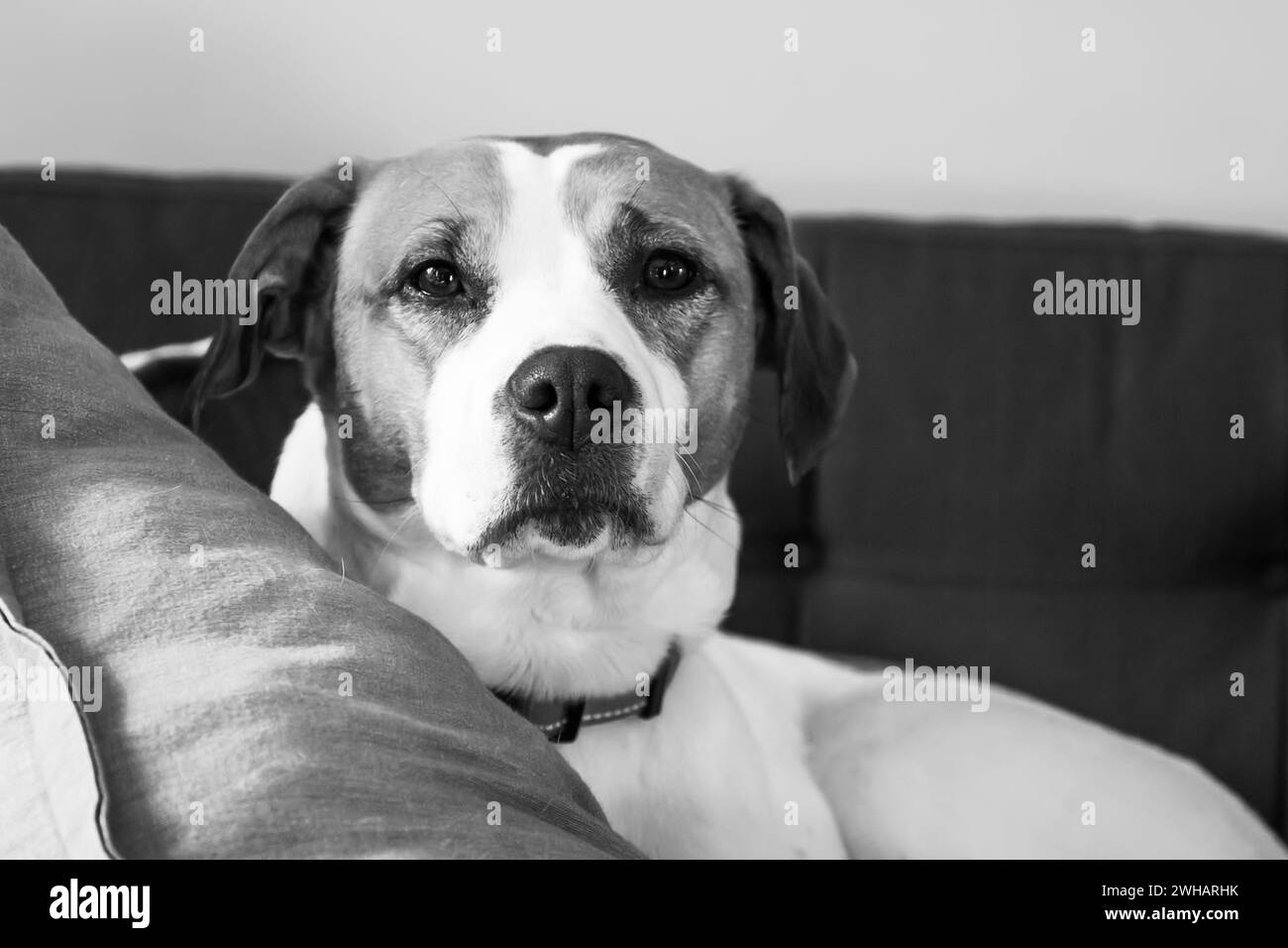 Portrait de beagle, regardant directement la caméra. Banque D'Images