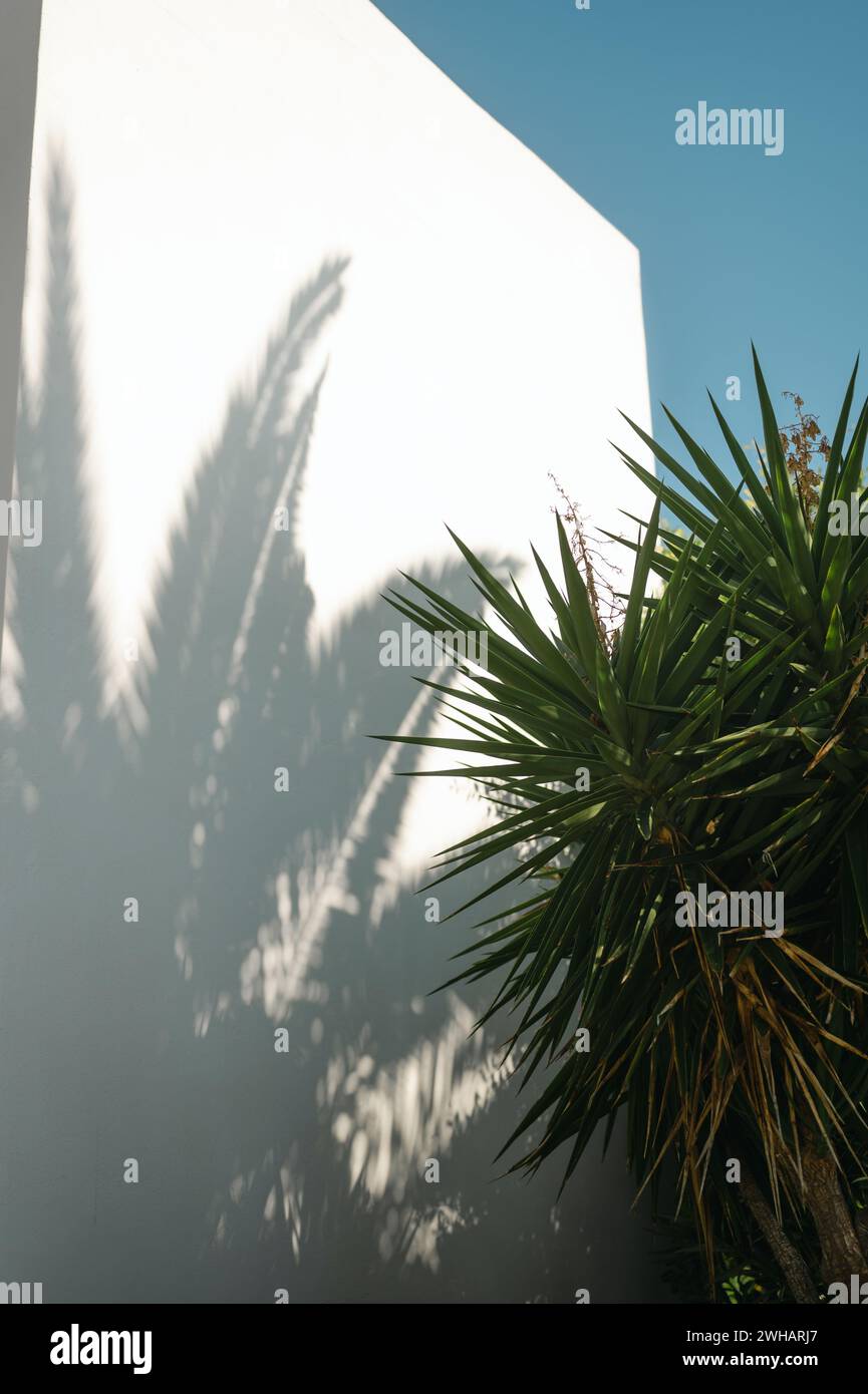 Palmiers tropicaux avec ombre sur le mur blanc contre le ciel bleu Banque D'Images