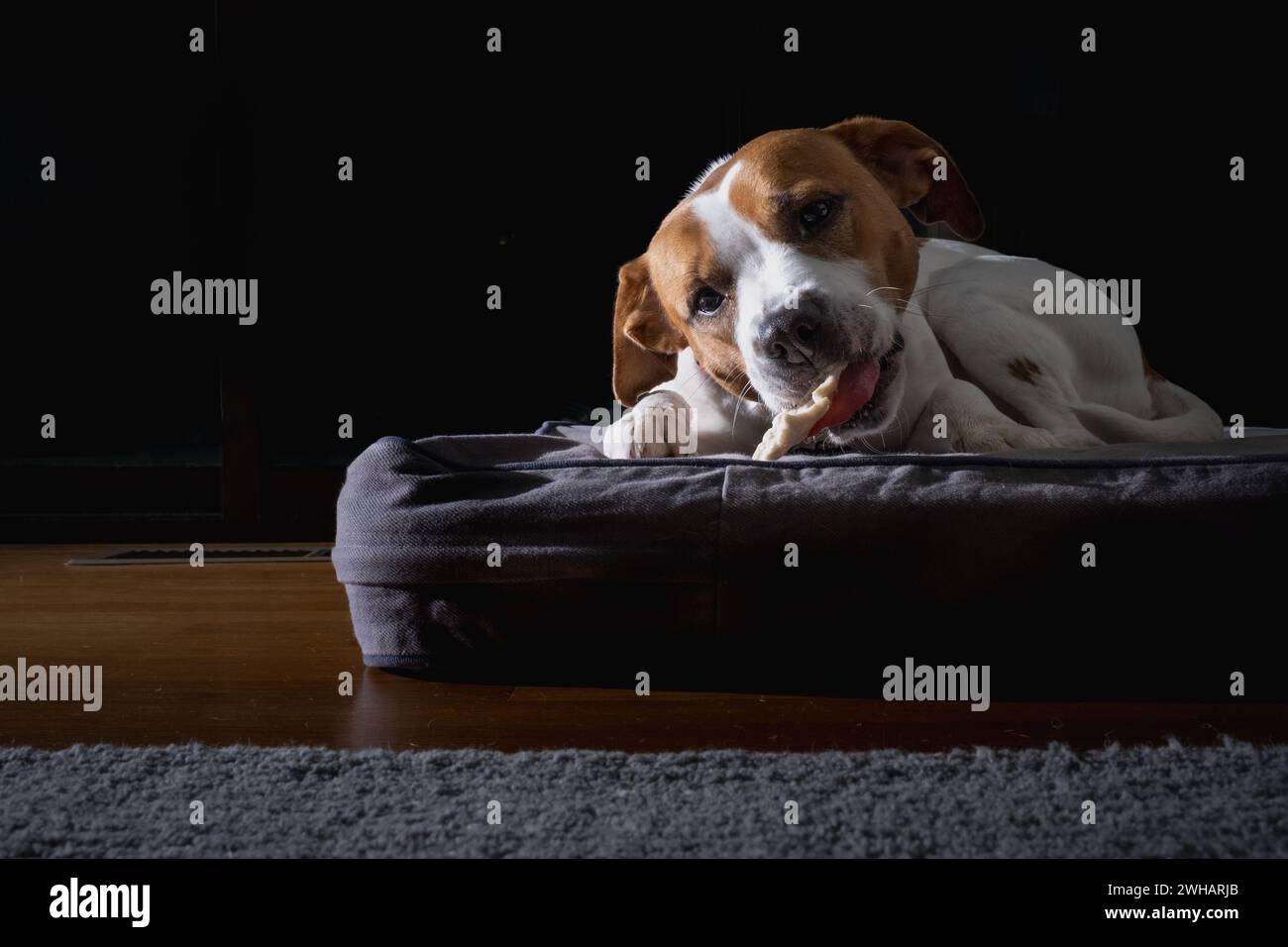 Beagle mâchant sur le jouet sur le dogbed dans l'intérieur sombre. Banque D'Images