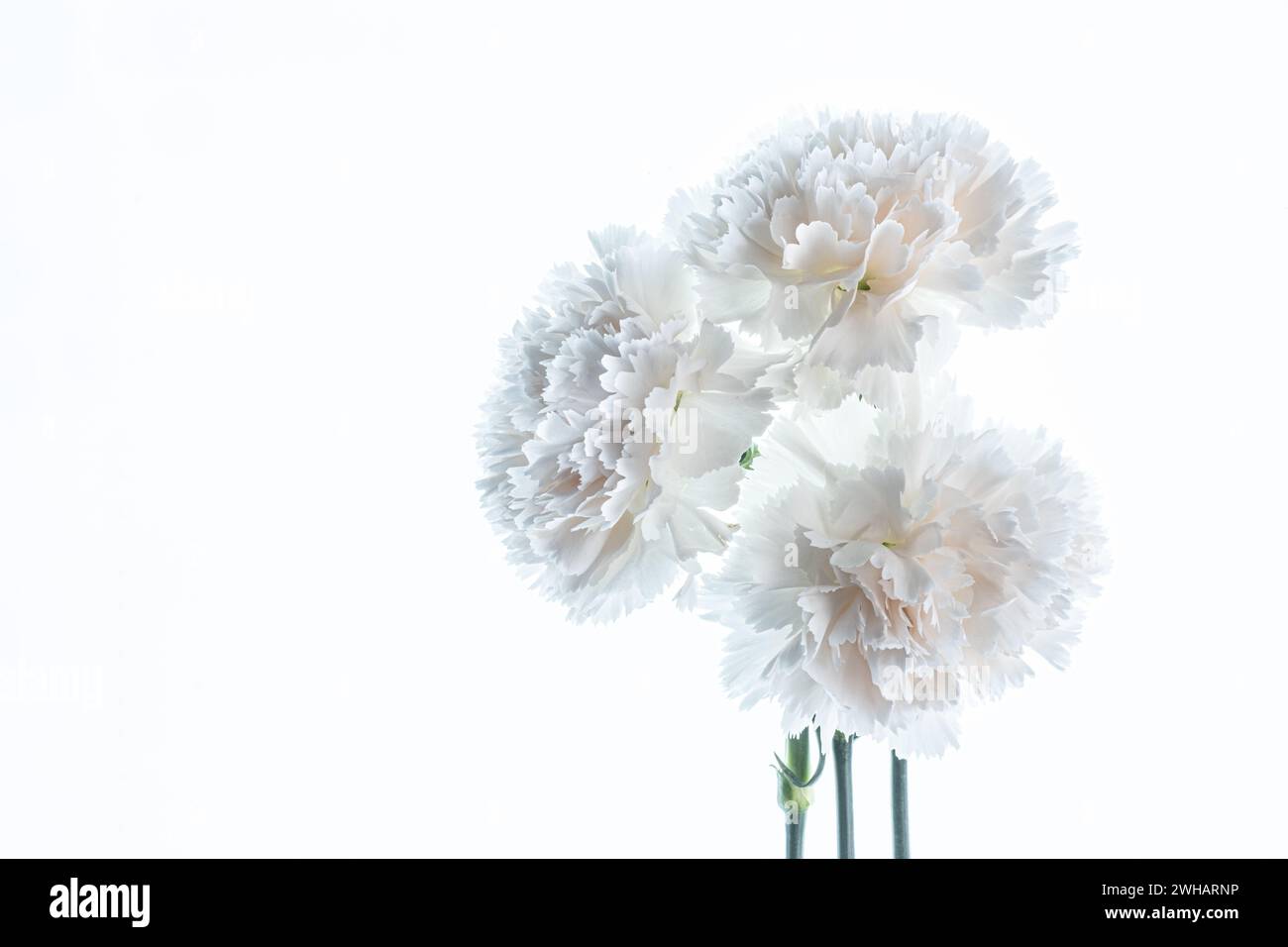 Image clé élevée de fleurs d'œillet blanc. Banque D'Images