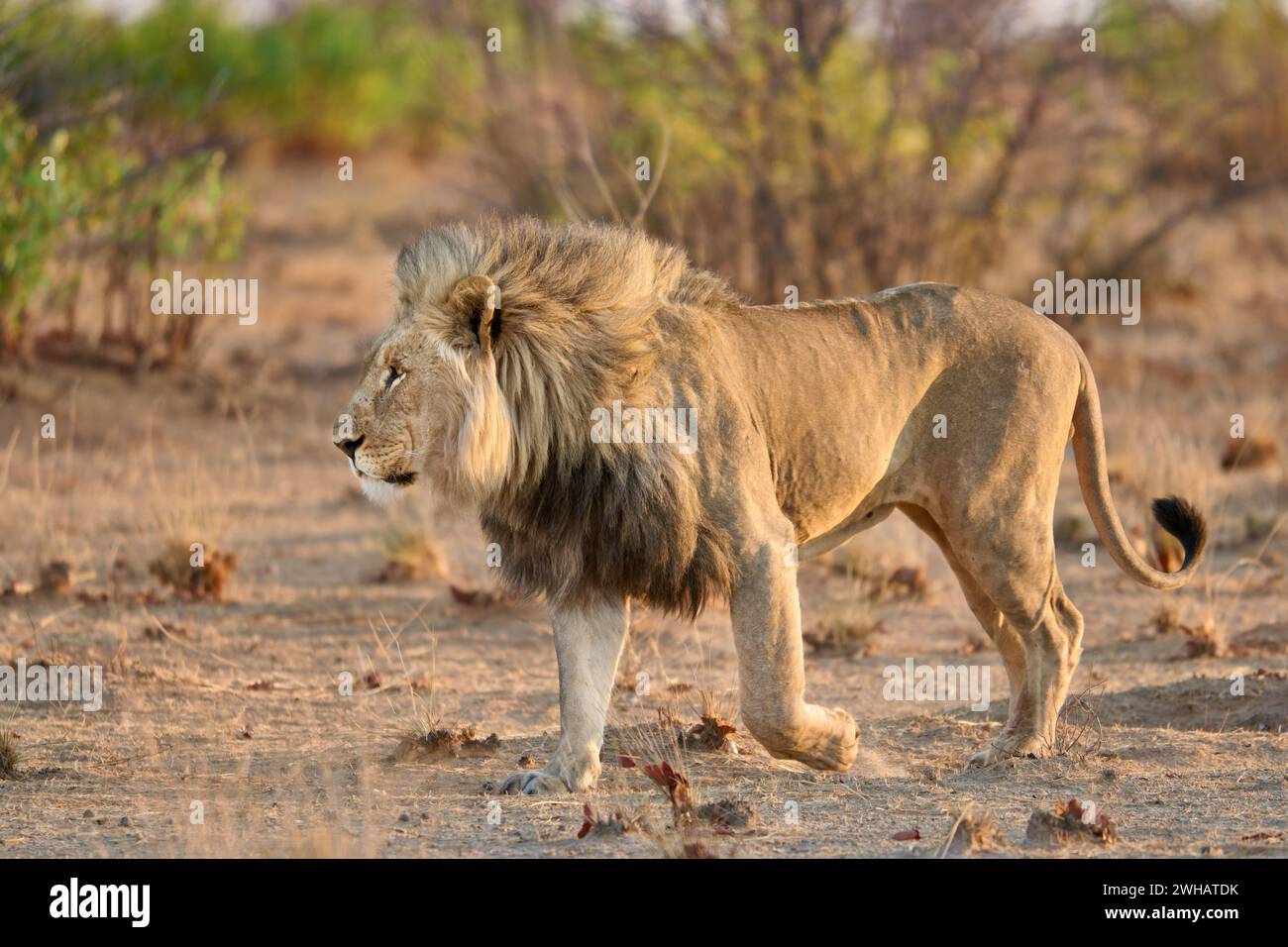 Lion mâle (panthera leo) patrouillant son territoire, Parc National d'Etosha, Namibie, Afrique Banque D'Images