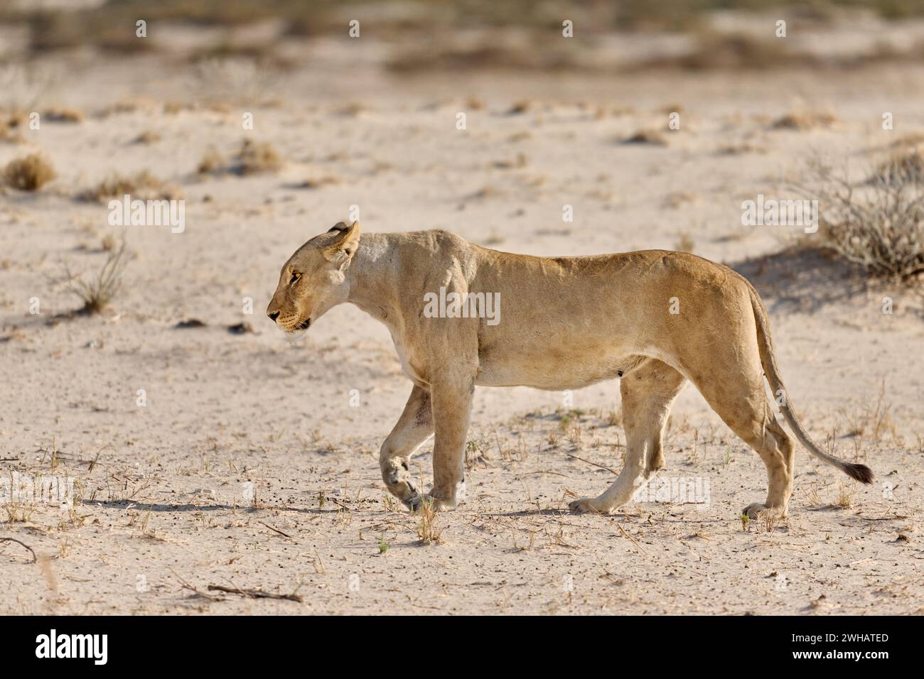 Lionne de marche (Panthera Leo), Parc National d'Etosha, Namibie, Afrique Banque D'Images