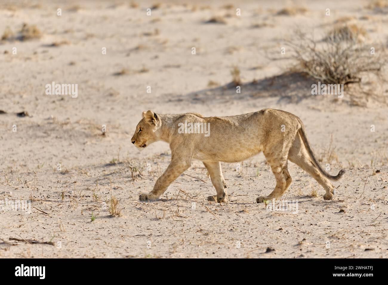Ourson de lion marchant (Panthera Leo), Parc National d'Etosha, Namibie, Afrique Banque D'Images