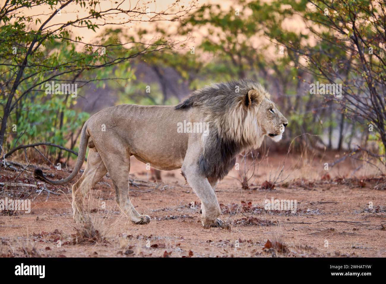 Lion mâle (panthera leo) patrouillant son territoire, Parc National d'Etosha, Namibie, Afrique Banque D'Images