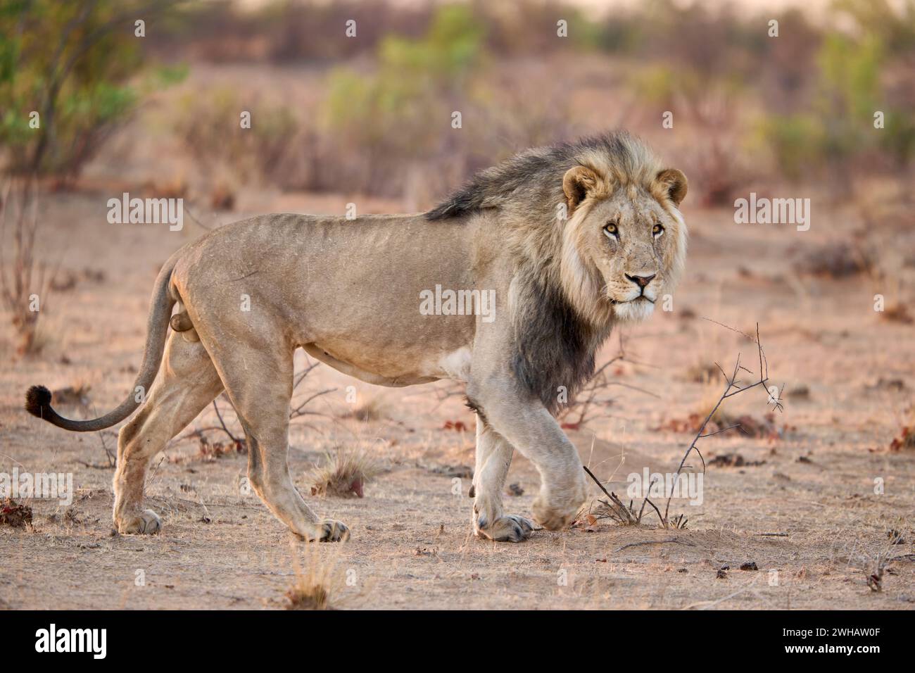 Lion mâle (panthera leo) patrouillant son territoire, Parc National d'Etosha, Namibie, Afrique Banque D'Images