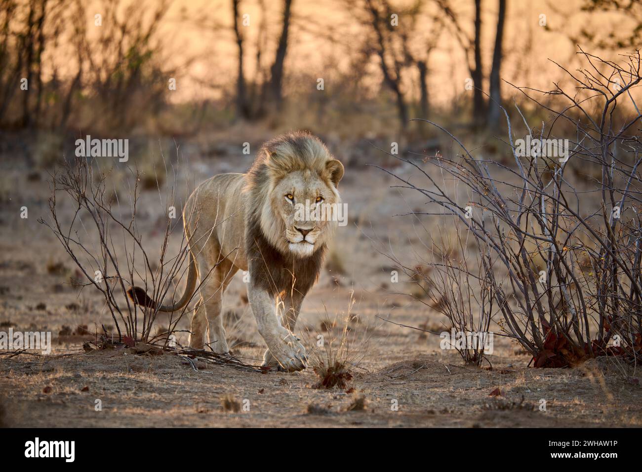 Lion mâle (panthera leo) patrouillant son territoire, Parc National d'Etosha, Namibie, Afrique Banque D'Images