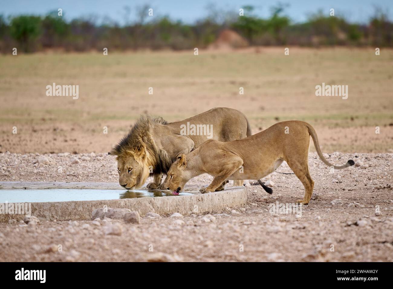 Lion et lionne buvant au trou d'eau, parc national d'Etosha, Namibie, Afrique Banque D'Images