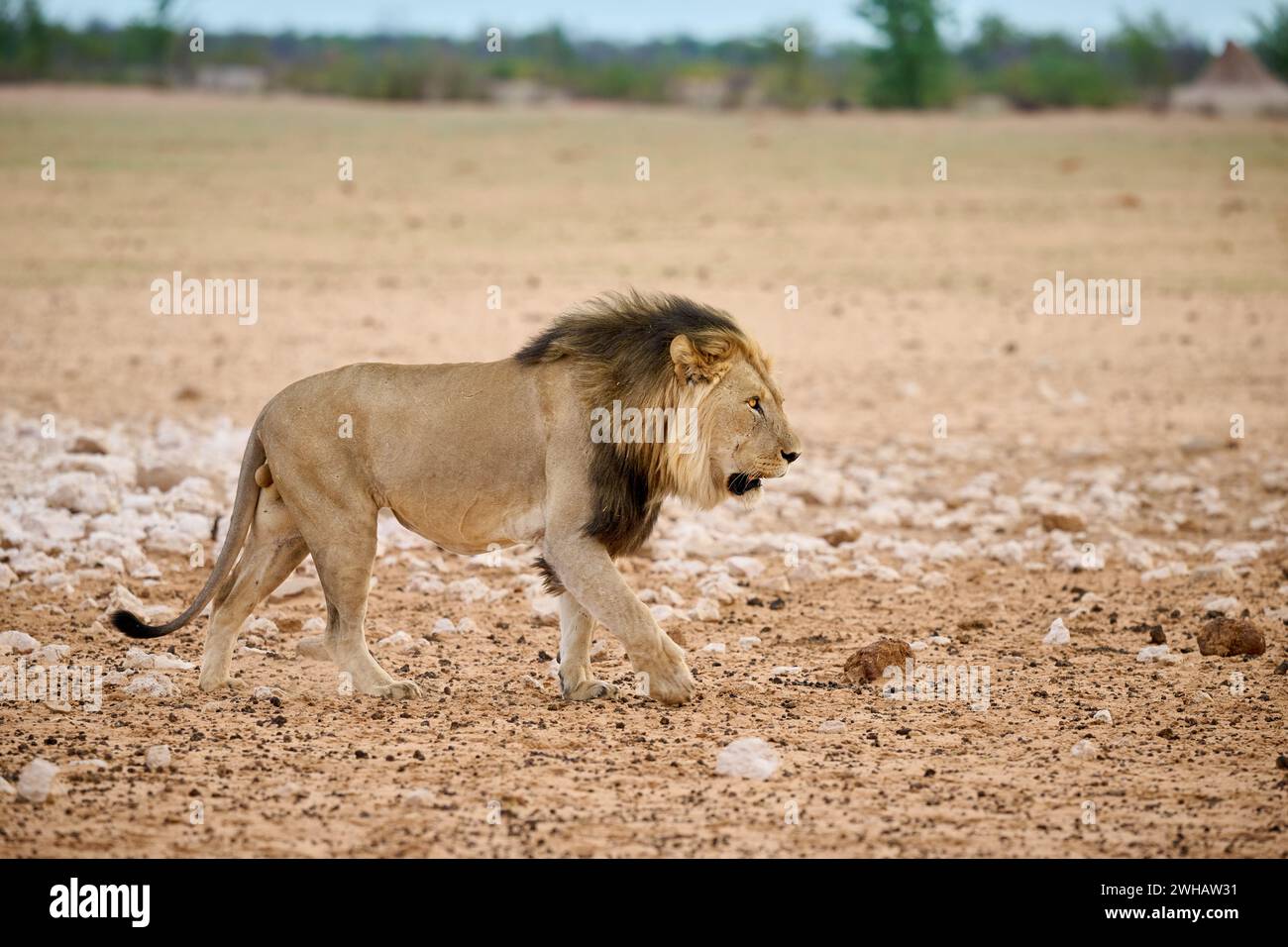 Lion mâle, Parc National d'Etosha, Namibie, Afrique Banque D'Images