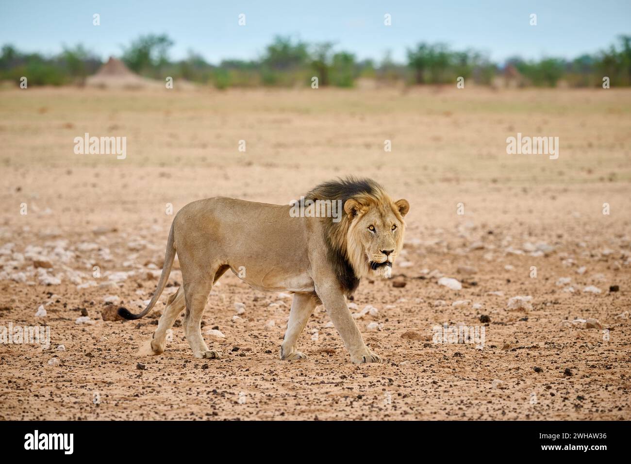 Parc national d'Etosha, Namibie, Afrika |Parc national d'Etosha, Namibie, Afrique| Banque D'Images