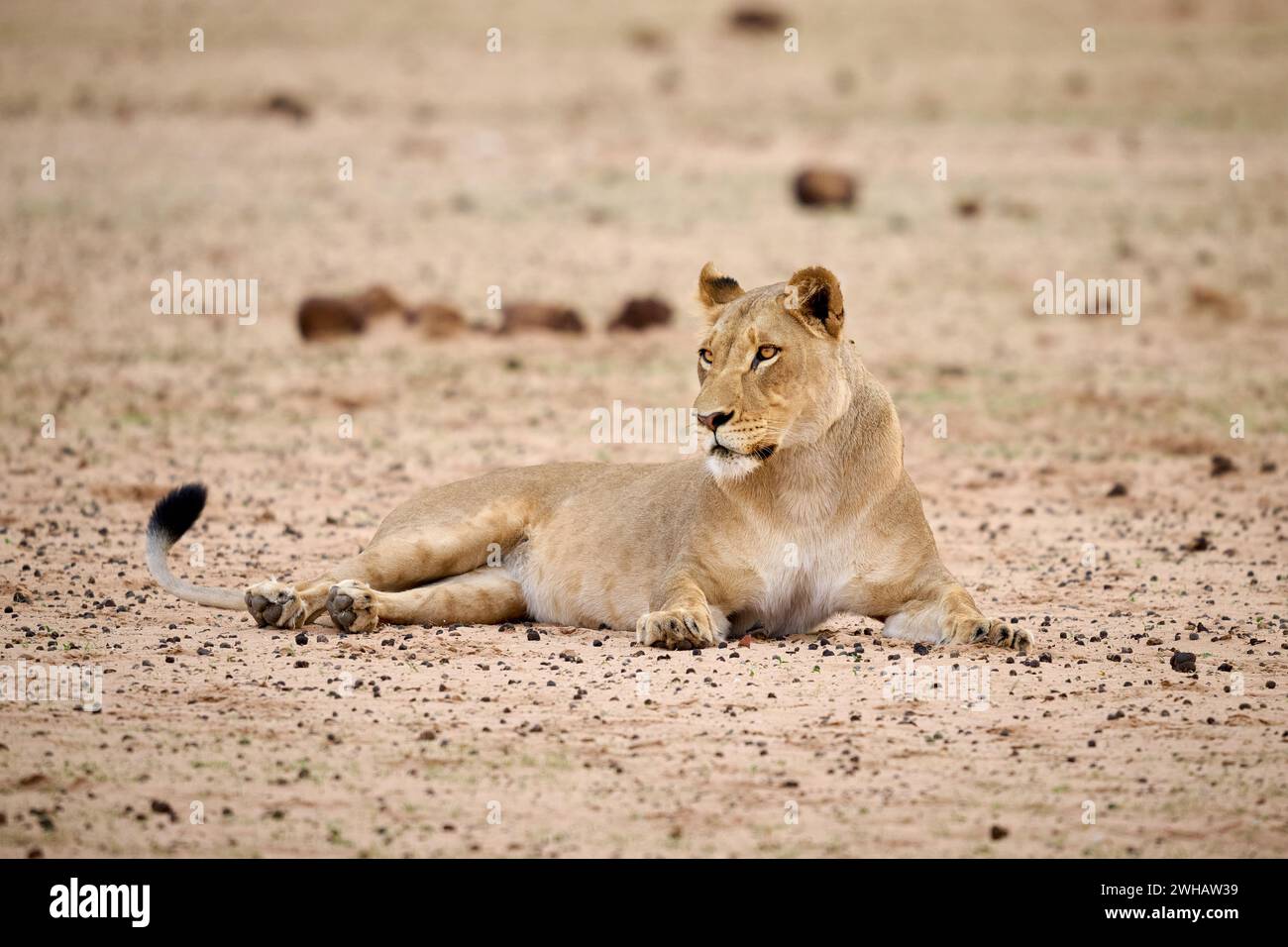 Lionne relaxante, Parc National d'Etosha, Namibie, Afrique Banque D'Images