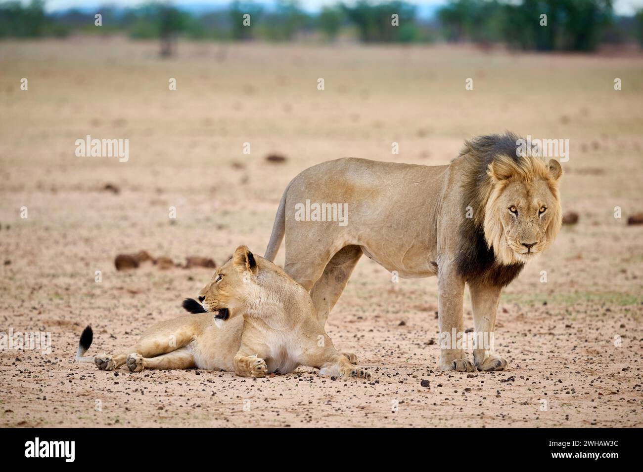 Couple de lions d'accouplement, parc national d'Etosha, Namibie, Afrique Banque D'Images
