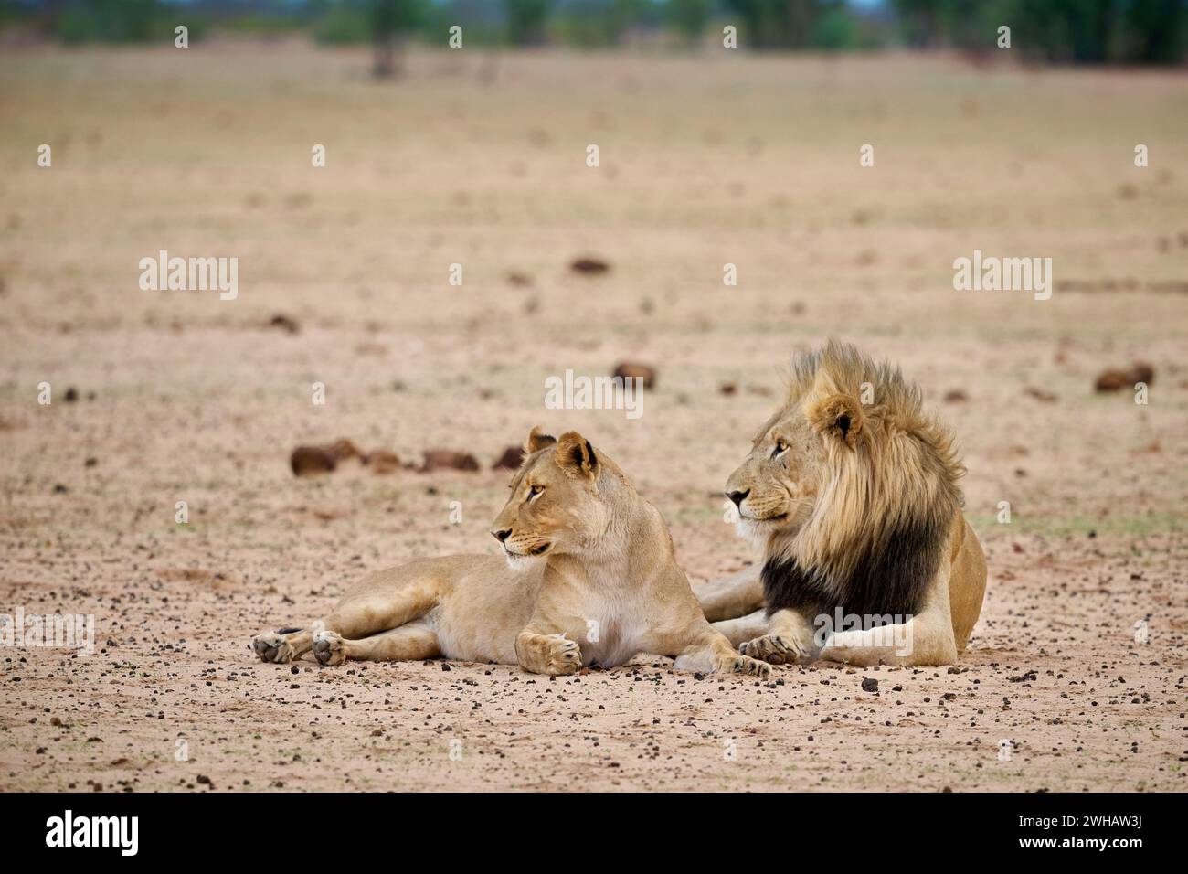 Couple de lions d'accouplement, parc national d'Etosha, Namibie, Afrique Banque D'Images