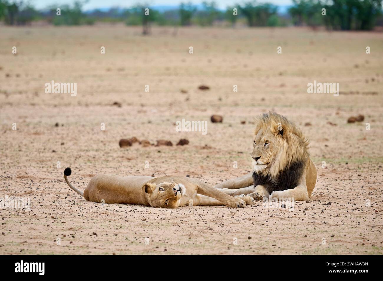 Couple de lions d'accouplement, parc national d'Etosha, Namibie, Afrique Banque D'Images