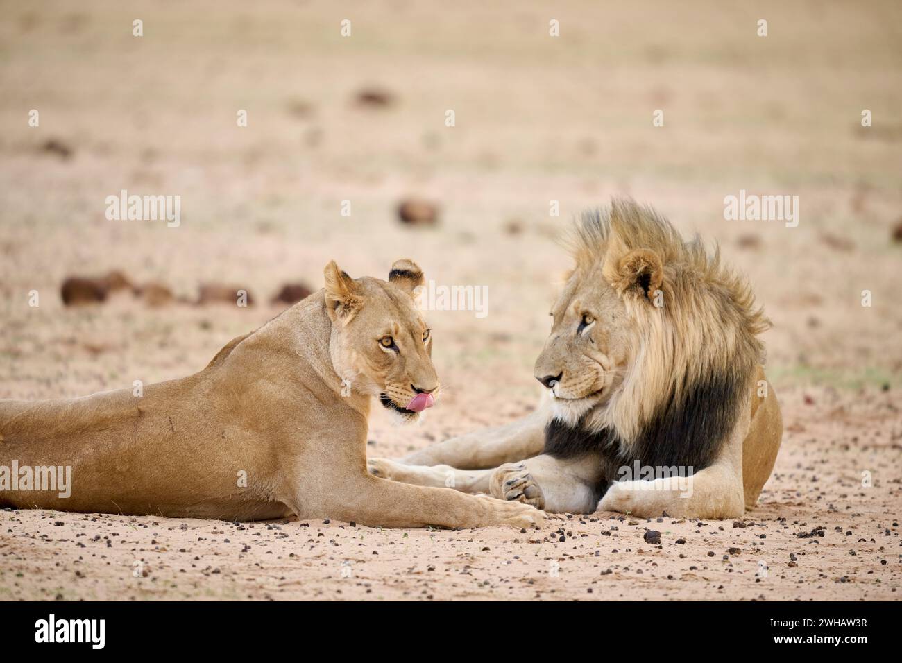 Couple de lions d'accouplement, parc national d'Etosha, Namibie, Afrique Banque D'Images