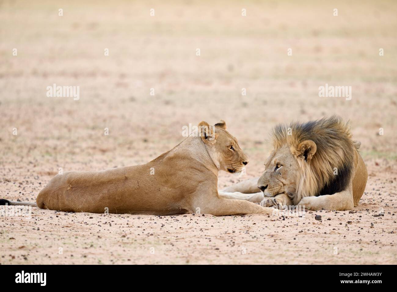 Couple de lions d'accouplement, parc national d'Etosha, Namibie, Afrique Banque D'Images