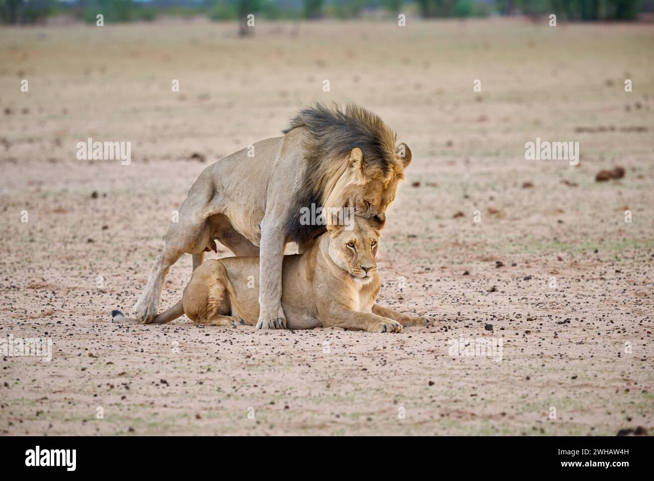 Couple de lions d'accouplement, parc national d'Etosha, Namibie, Afrique Banque D'Images