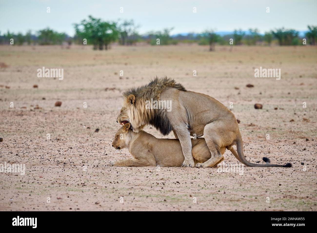 Couple de lions d'accouplement, parc national d'Etosha, Namibie, Afrique Banque D'Images