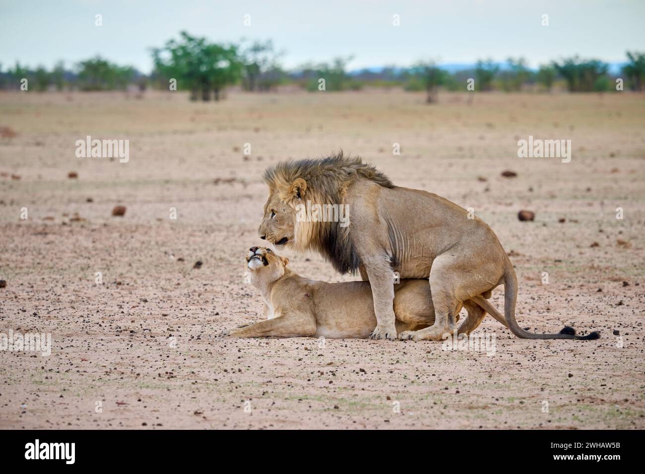 Couple de lions d'accouplement, parc national d'Etosha, Namibie, Afrique Banque D'Images