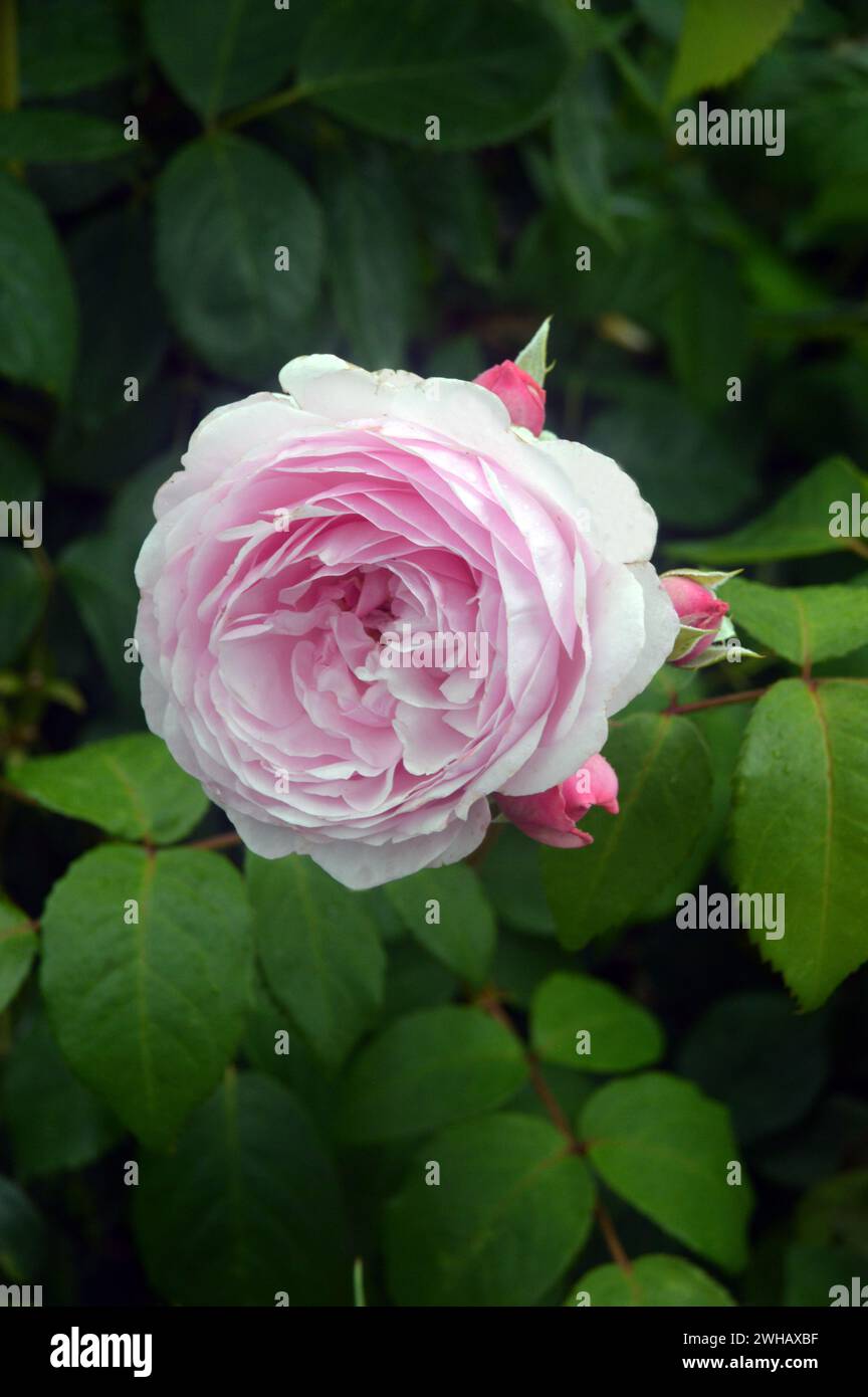 Single Pink Rosa 'Olivia Rose Austin' (Rose arbuste anglaise) cultivée dans les frontières à RHS Garden Harlow Carr, Harrogate, Yorkshire, Angleterre, Royaume-Uni. Banque D'Images