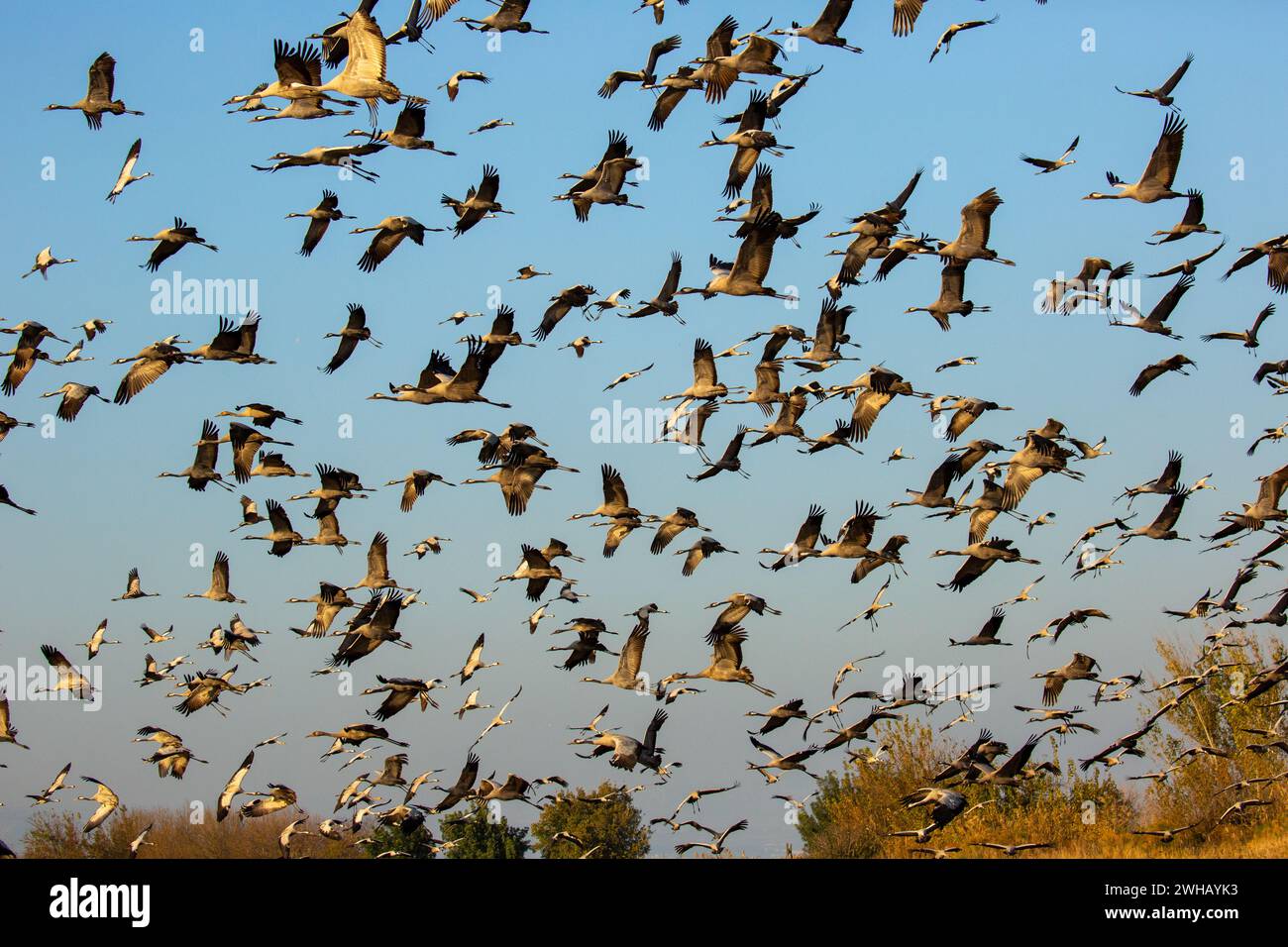 Grue commune (Grus grus) un troupeau en vol cet oiseau est une grande espèce de grue migratrice qui vit dans les prairies humides et les marais. Photographié dans le h Banque D'Images