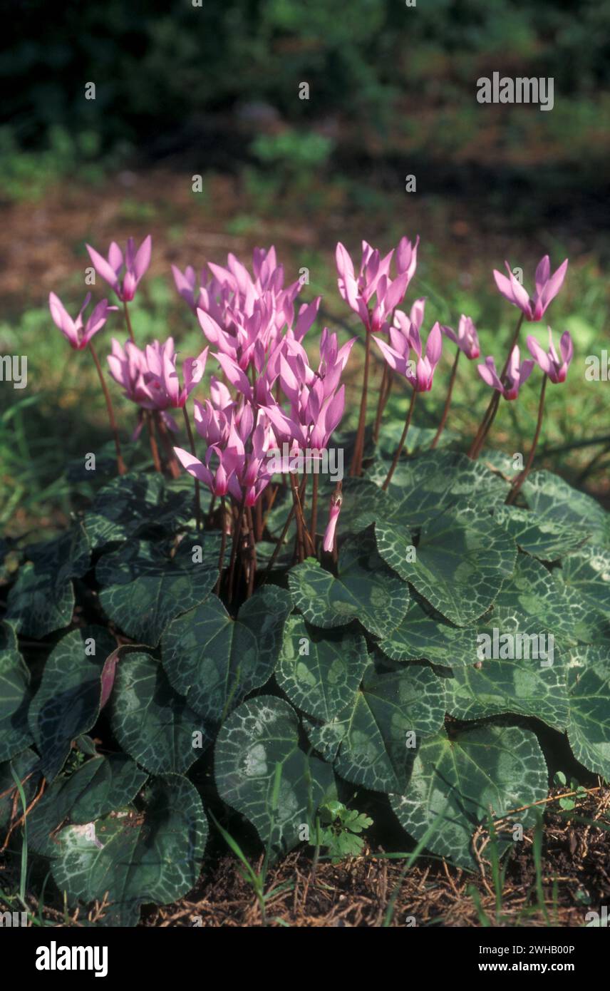 Un amas de violettes persanes en fleurs (Cyclamen persicum). الراعي, photographié dans la forêt de pins en Israël Banque D'Images