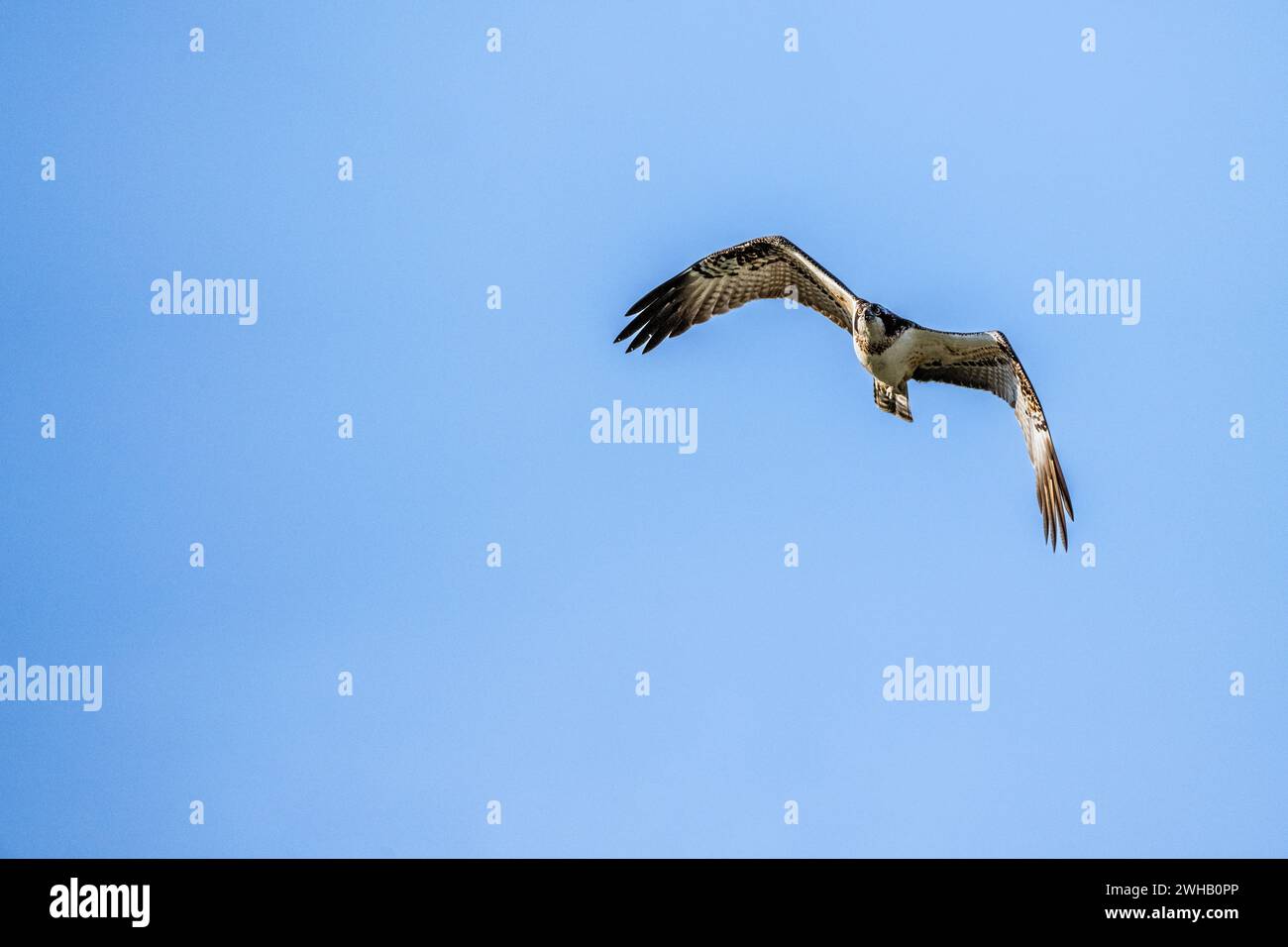Le balbuzard ou plus précisément le balbuzard de l'ouest (Pandion haliaetus) en vol avec un fond de ciel bleu également appelé faucon de mer, faucon de rivière et poisson Banque D'Images