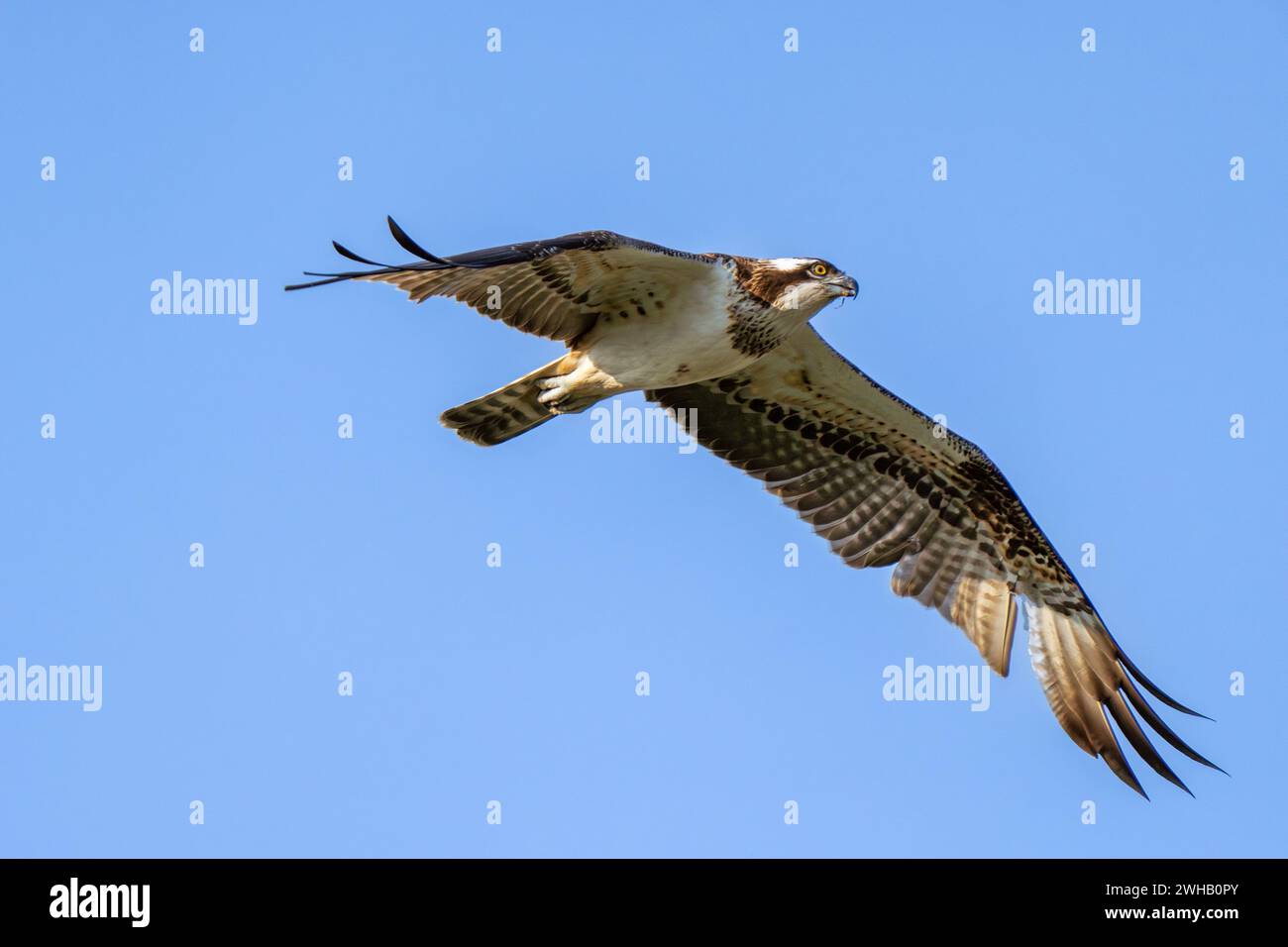 Le balbuzard ou plus précisément le balbuzard de l'ouest (Pandion haliaetus) en vol avec un fond de ciel bleu également appelé faucon de mer, faucon de rivière et poisson Banque D'Images