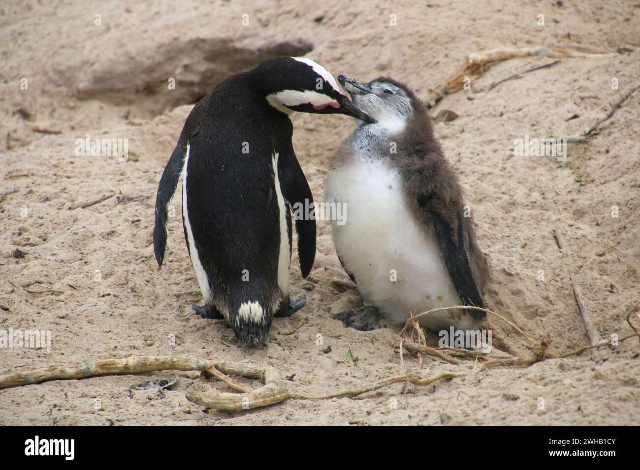 Pingouins africains sur une plage. Africain, ou Jackass, les manchots du Cap (Spheniscus demersus) se trouvent le long des côtes de l'Afrique australe. Photographié à Boulde Banque D'Images