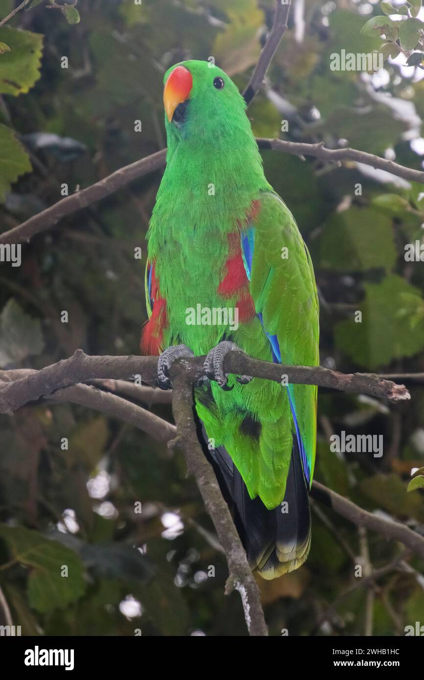 Perroquet vert eclectus moluccan (Eclectus roratus) oiseaux d'eden, refuge d'oiseaux en vol libre, baie de Plettenberg, Afrique du Sud Banque D'Images