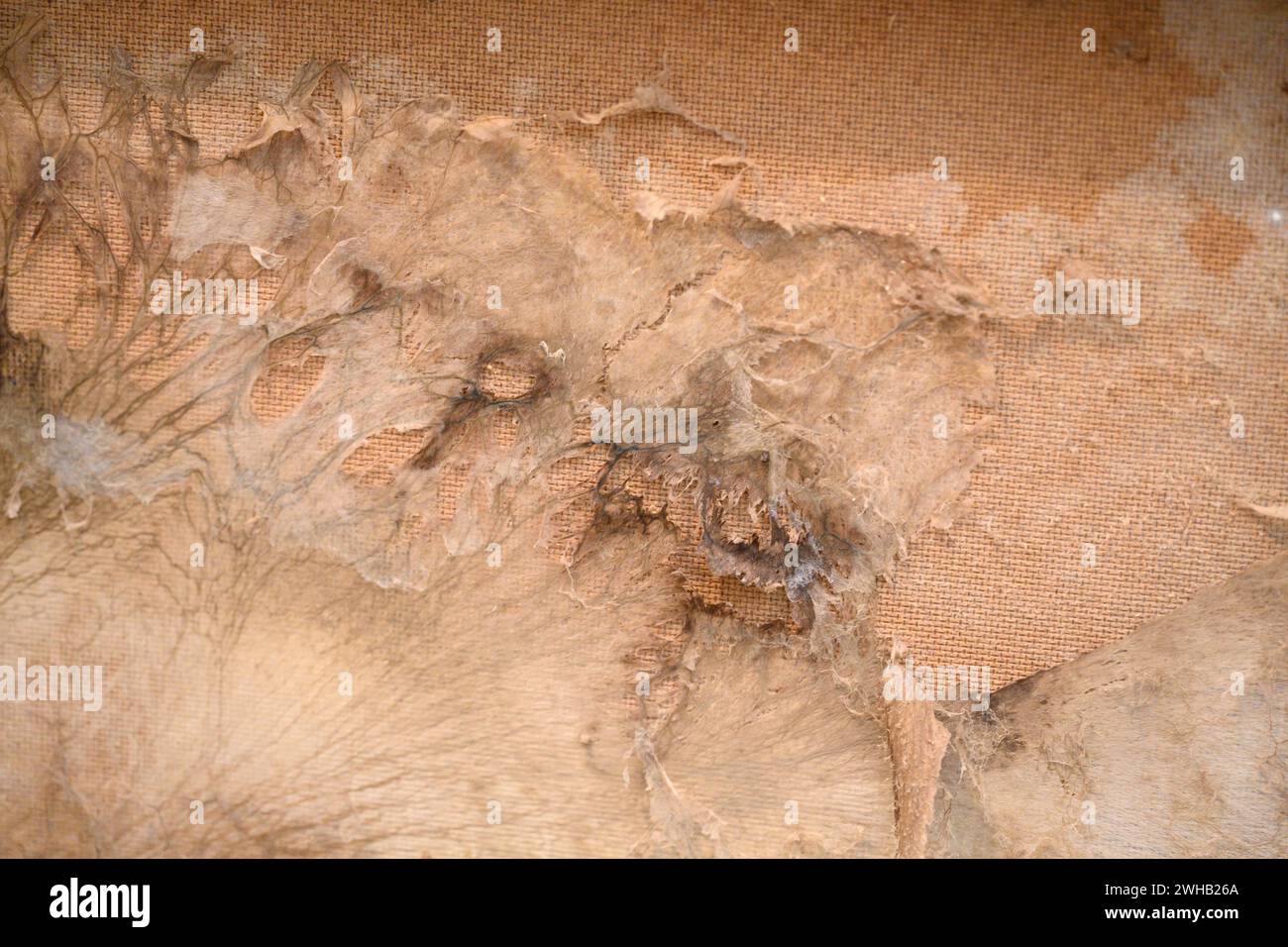 La moisissure pousse à l'arrière d'un placard adjacent à l'extérieur d'un mur de salle de bain humide. L'humidité a été causée par une fuite de tuyau. Le mur l'était Banque D'Images