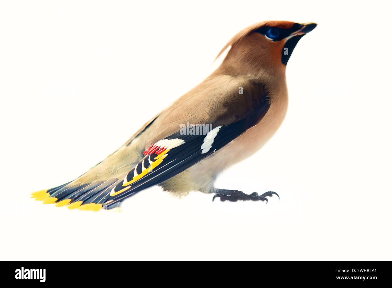 La cirage de Bohème (Bombycilla garrulus) est une espèce de reproduction typique des forêts boréales (taïga) et hivernant en Europe. Or exceptionnellement beau Banque D'Images