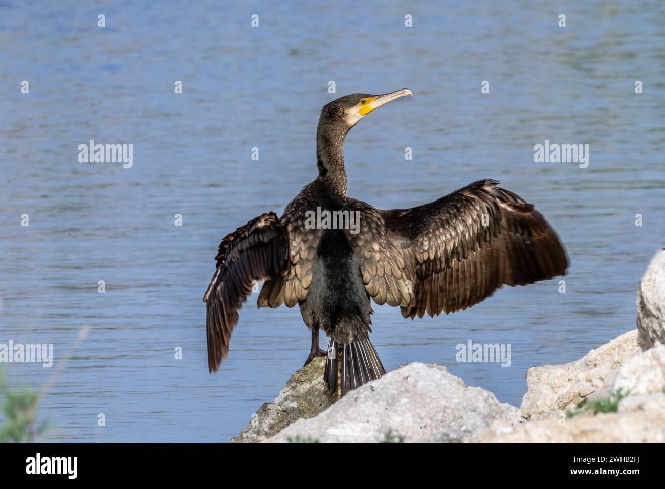 Grand Cormoran (Phalacrocorax carbo) Banque D'Images