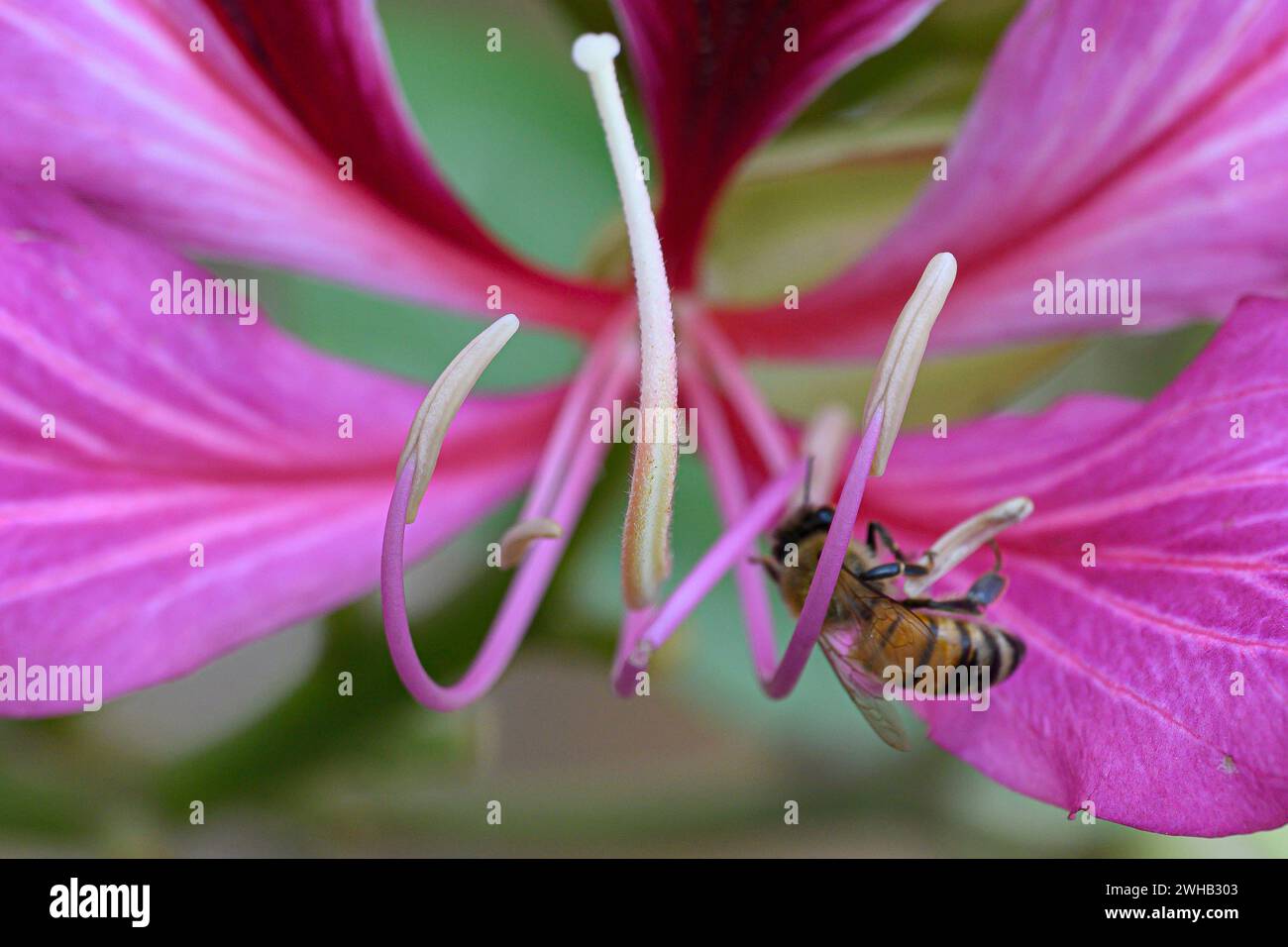 Honey Bee pollinise une Bauhinia variegata [une espèce de plante à fleurs de la famille des légumineuses Fabaceae, les noms communs incluent l'orchidée et les montagneuses Banque D'Images