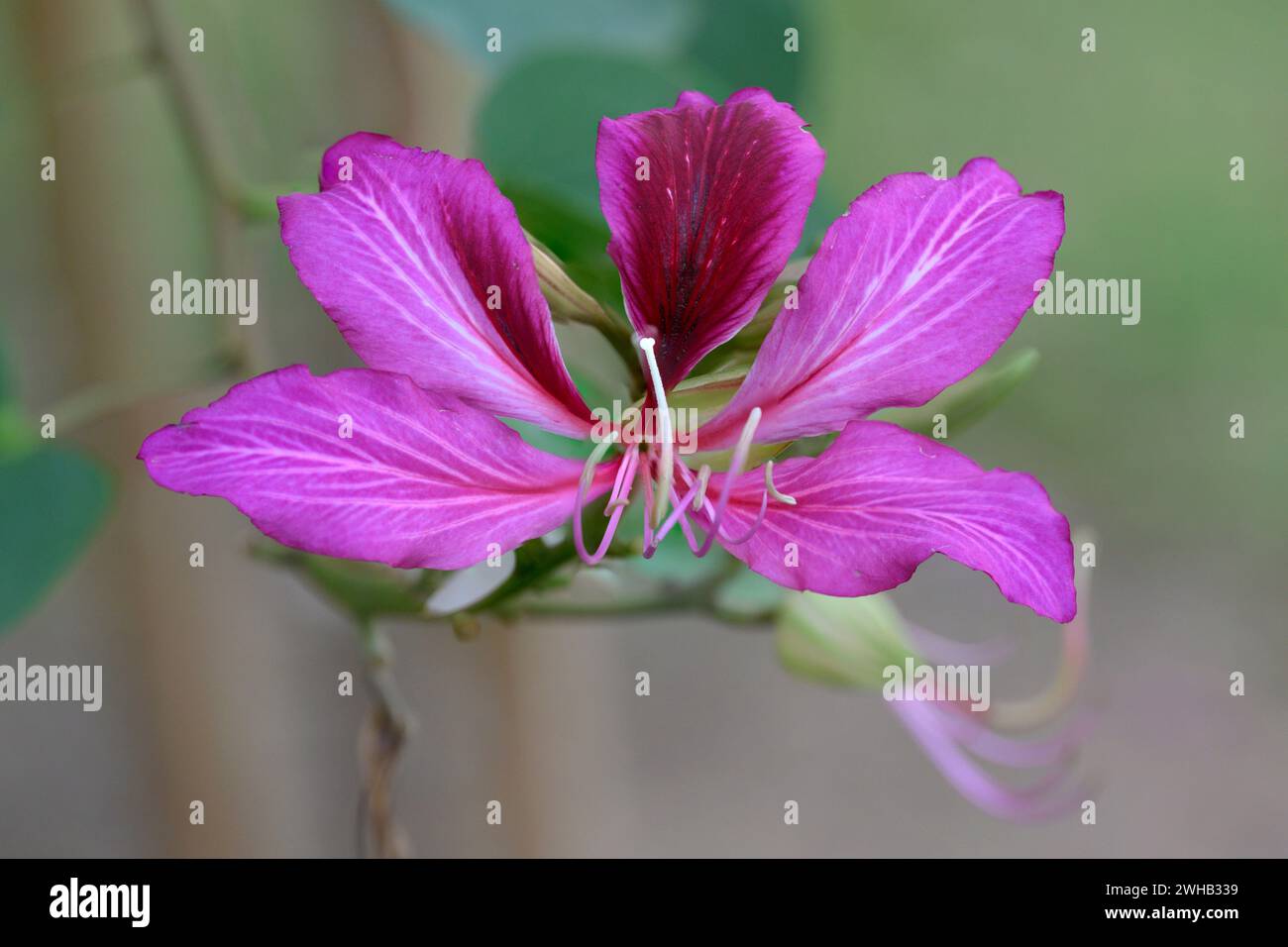 Bauhinia variegata est une espèce de plante à fleurs de la famille des légumineuses Fabaceae, les noms communs incluent l'orchidée et l'ébène de montagne Banque D'Images