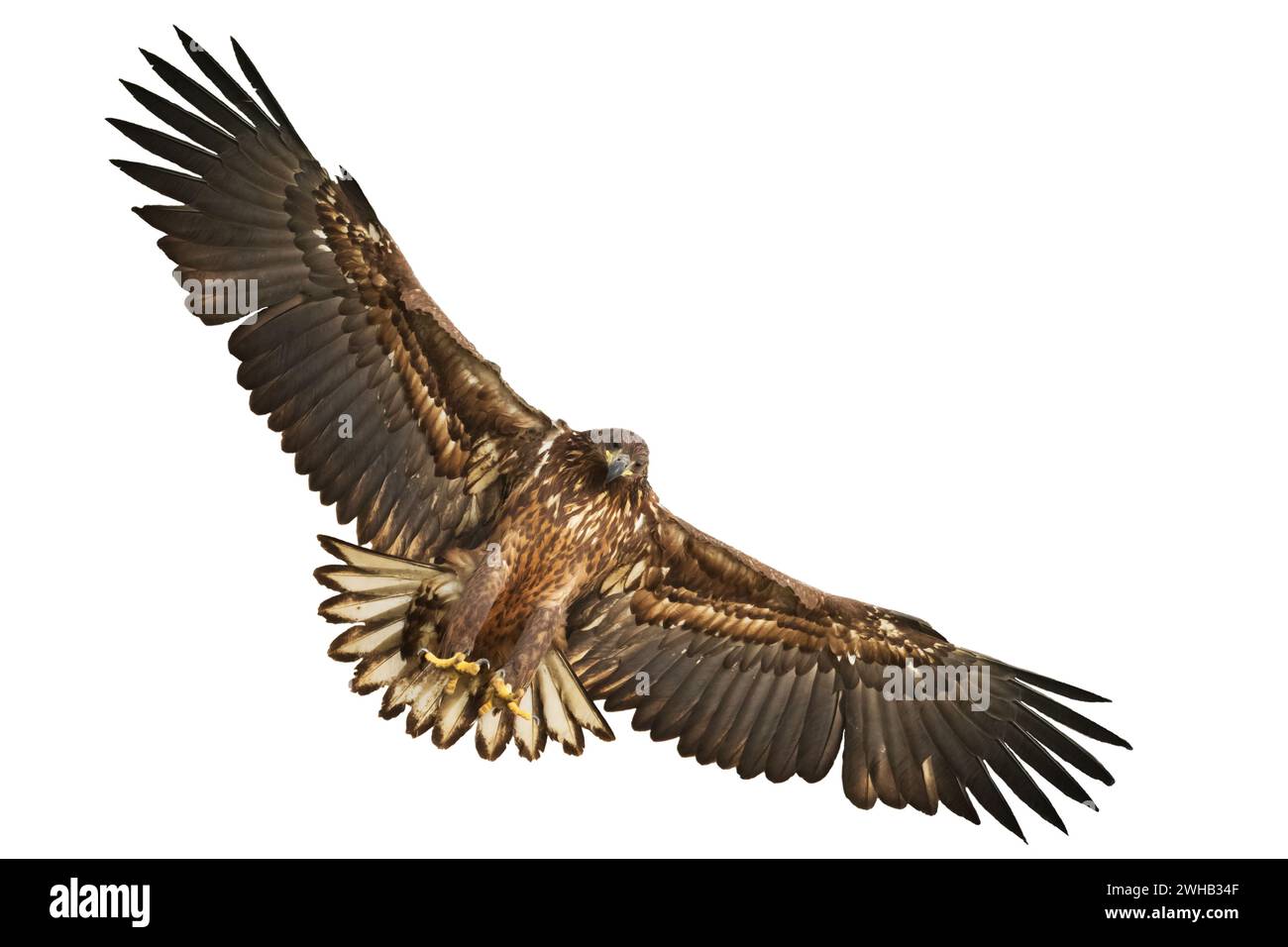Oiseaux de proie Aigle à queue blanche isolé sur fond blanc oiseau volant Banque D'Images