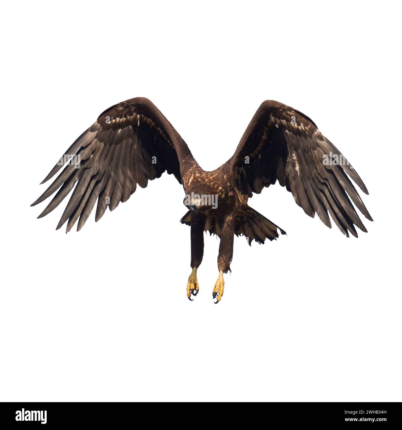 Oiseaux de proie Aigle à queue blanche isolé sur fond blanc oiseau volant Banque D'Images