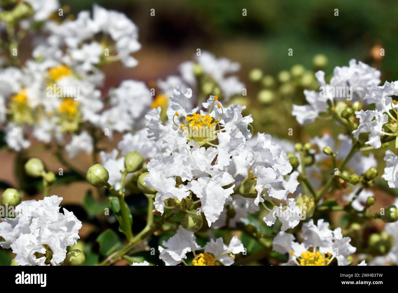 Fleurs de colza (Lagerstroemia indica) sur l'arbre Banque D'Images