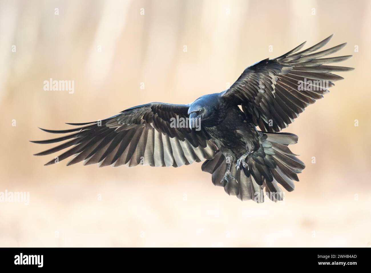 Beau corbeau Corvus corax oiseau volant du nord de la Pologne Europe Banque D'Images