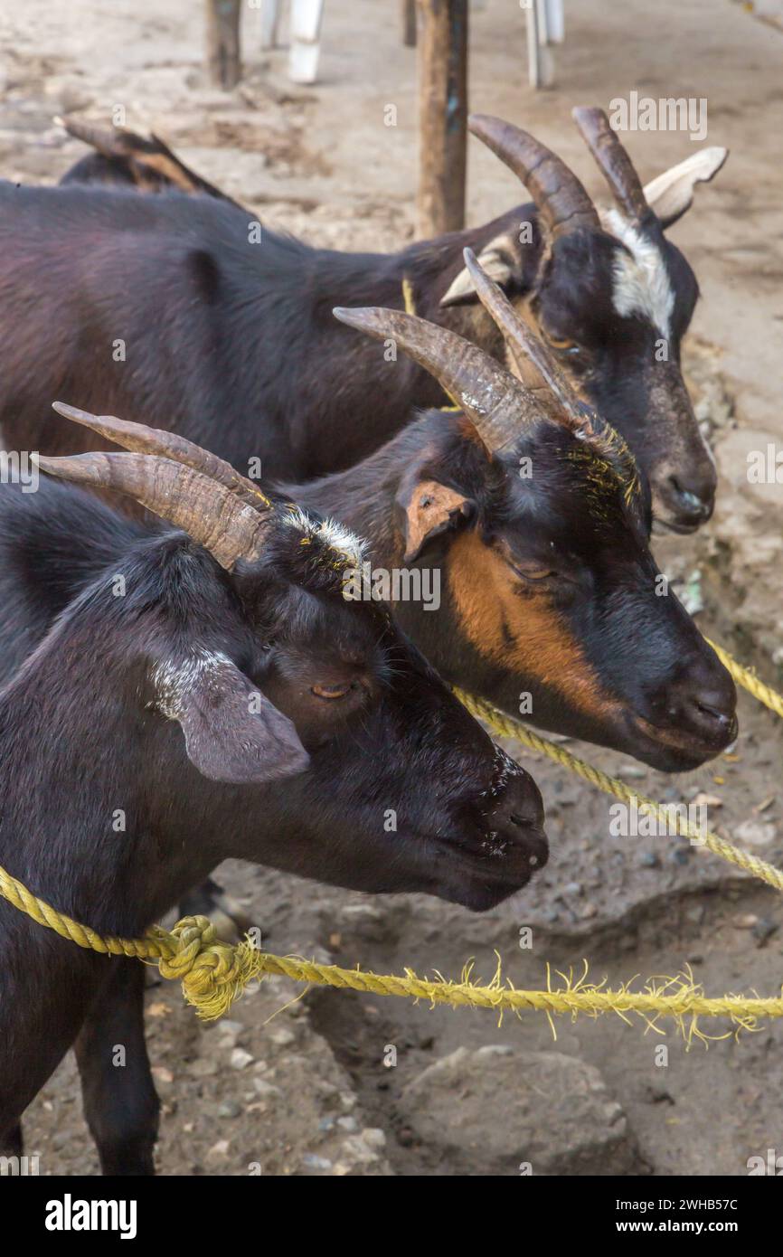 Chèvres en attente d'être massacrées et enchaînées pour la vente sur un bord de route en République dominicaine. La chèvre, ou chivo, est un plat très populaire là-bas. Banque D'Images