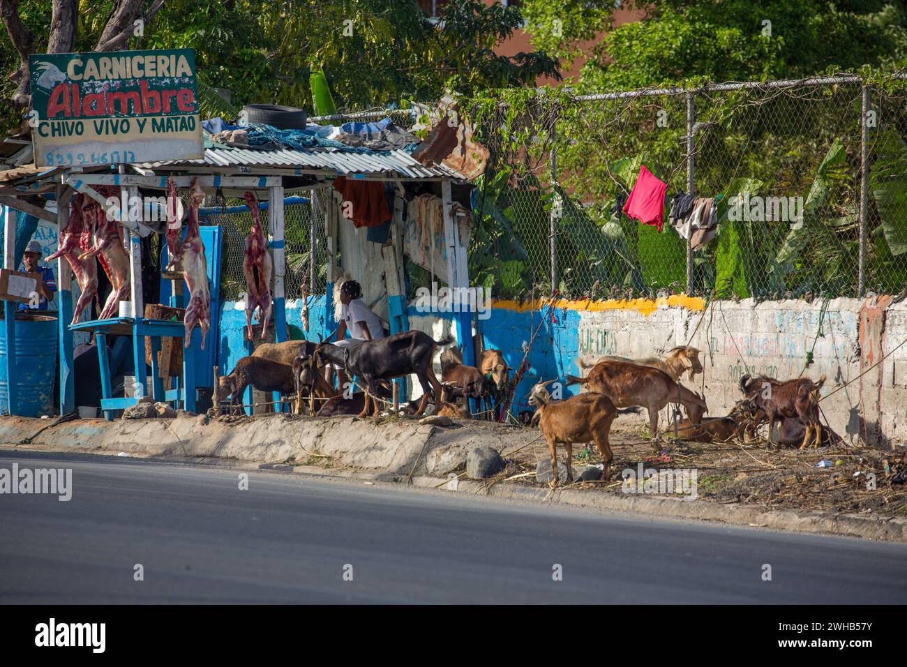 Chèvres en attente d'être massacrées et enchaînées pour la vente sur un bord de route en République dominicaine. Des carcasses bouchées peuvent être vues suspendues dans le backgro Banque D'Images