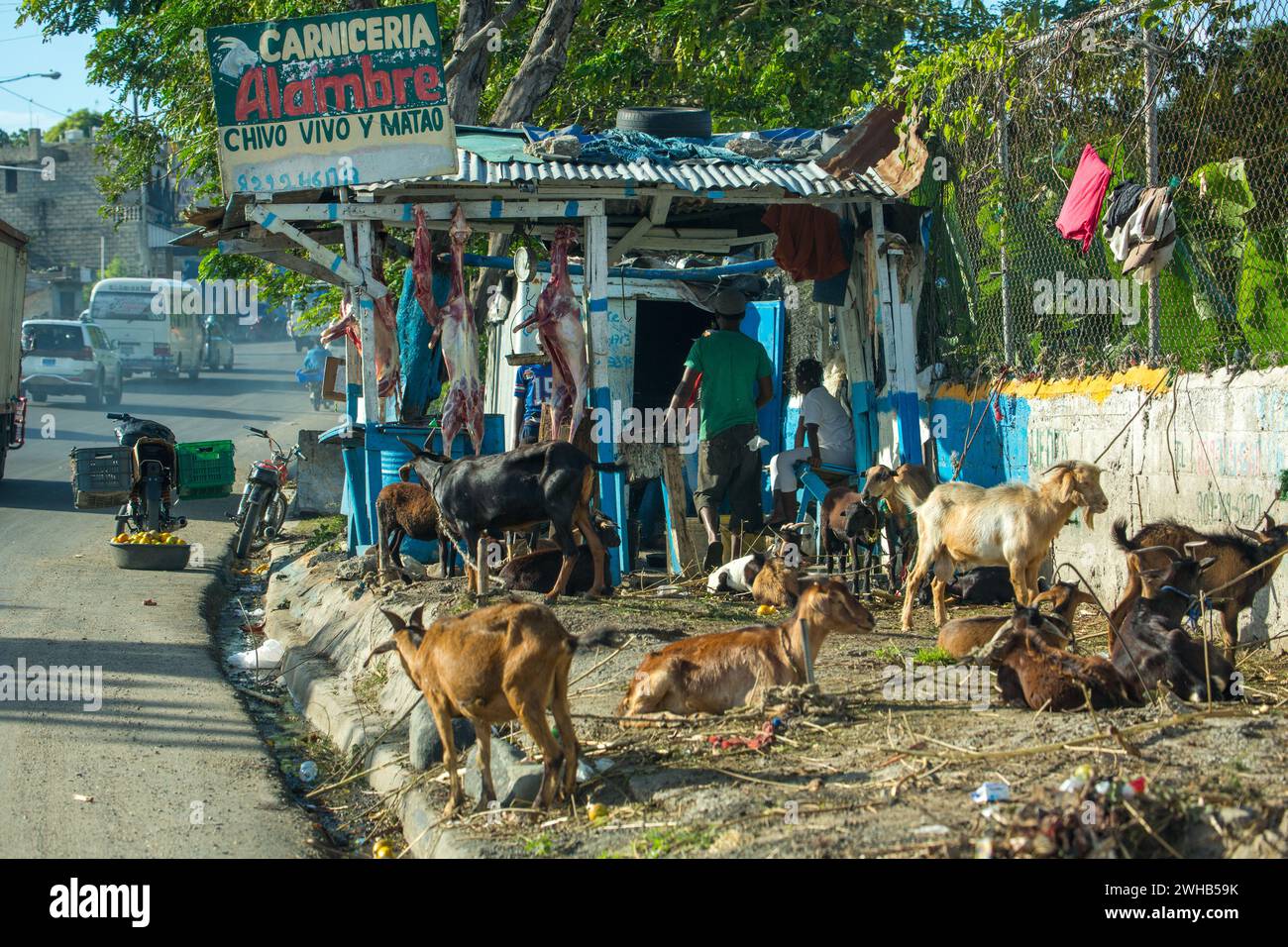 Chèvres en attente d'être massacrées et enchaînées pour la vente sur un bord de route en République dominicaine. Des carcasses bouchées peuvent être vues suspendues dans le backgro Banque D'Images
