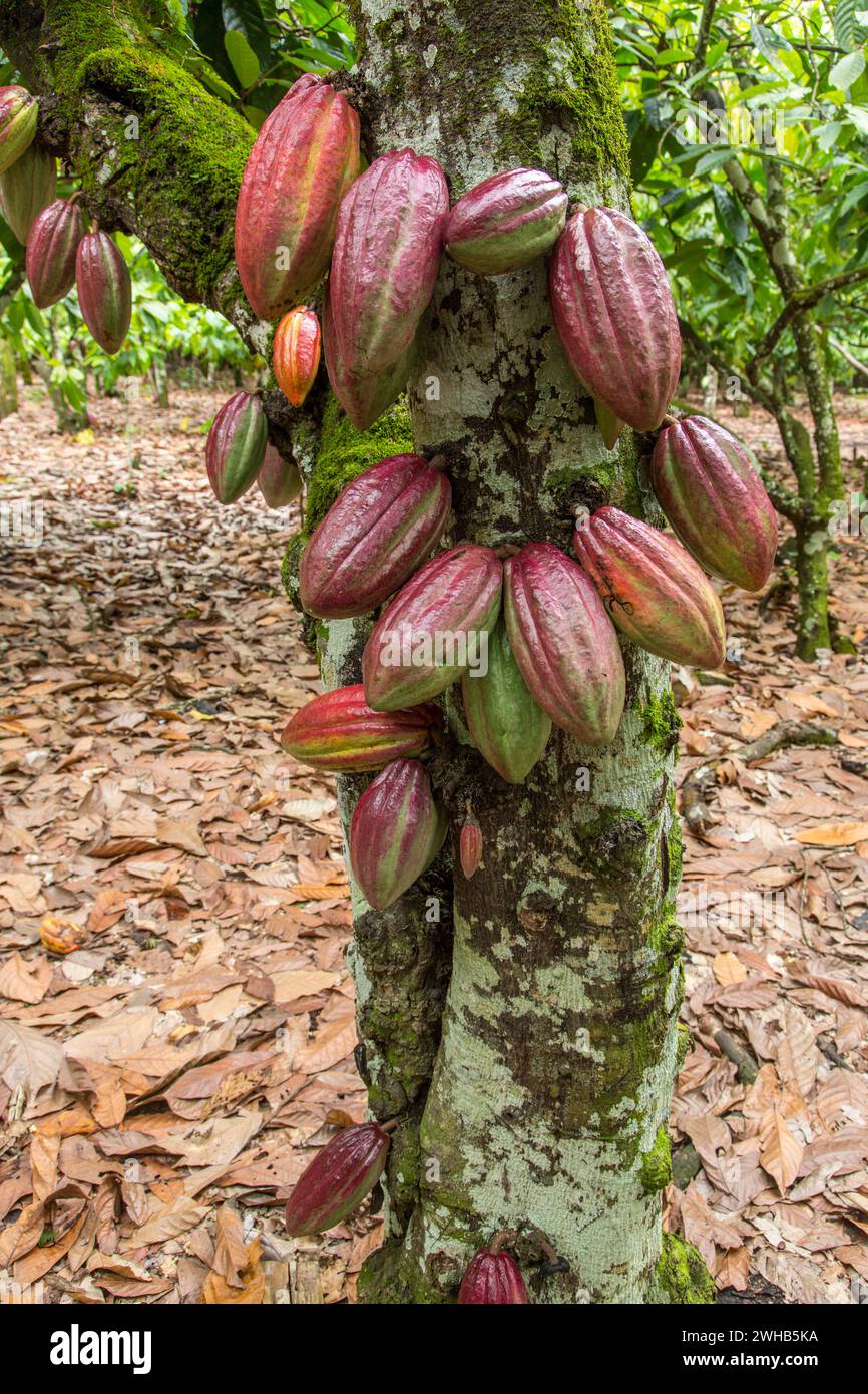 Gousses de fèves de cacao sur une plantation de cacao en République Dominicaine. Banque D'Images