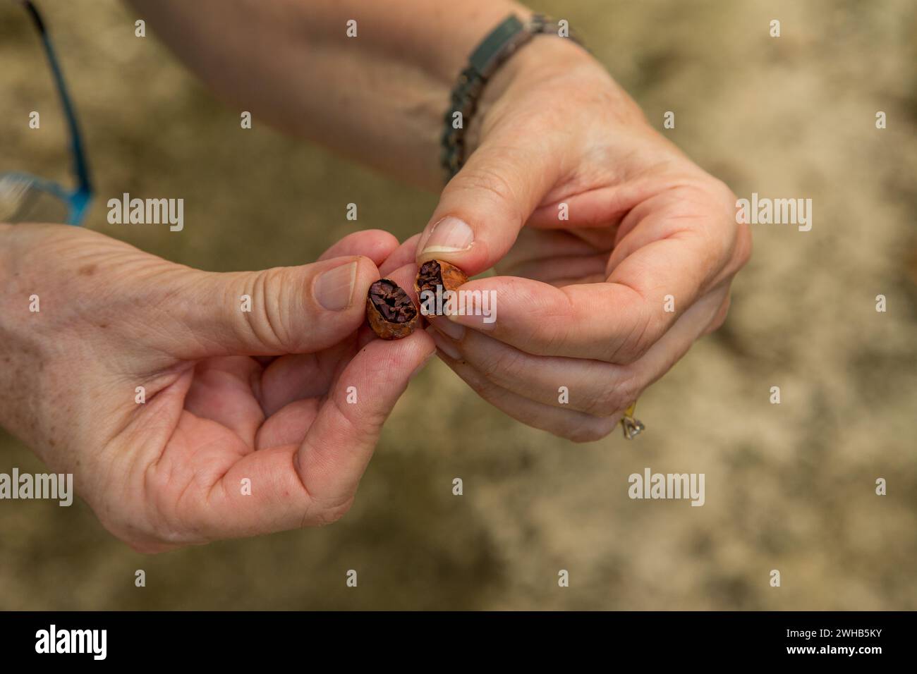 Une femme ouvre une fève de cacao séchée lors d'une visite d'une plantation de cacao en République dominicaine. Banque D'Images