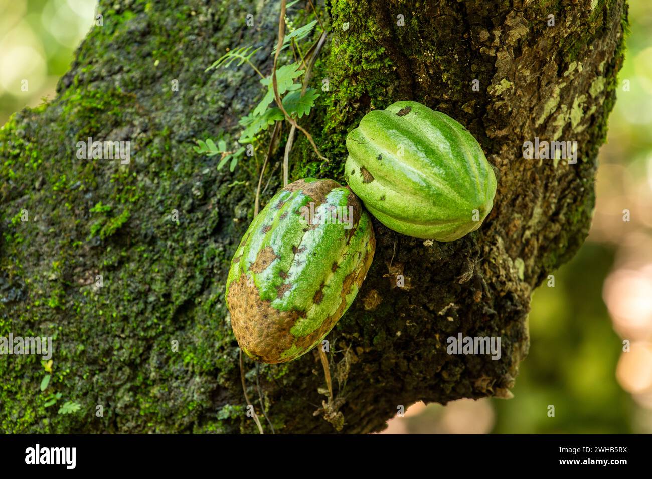 Gousses de fèves de cacao sur une plantation de cacao en République Dominicaine. Banque D'Images