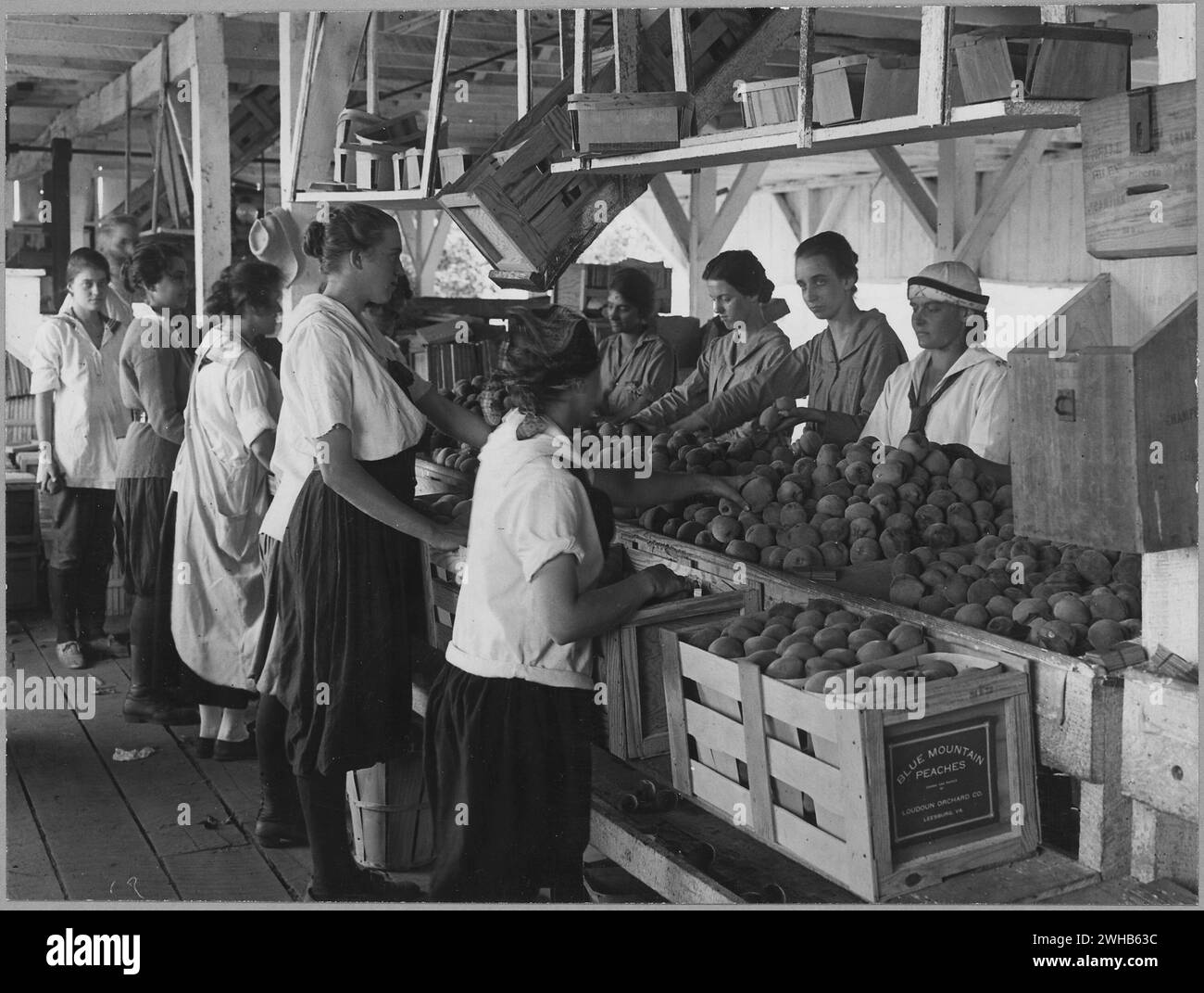 Leesburg, Virginie. États-Unis août, 1917 'première Guerre mondiale Farmerettes paquet de pêches sur une ferme fruitière de Virginie en août, 1917. Des travailleuses emballant des pêches dans des caisses à Blue Mountain Peaches - Loudoun Orchard Co Banque D'Images