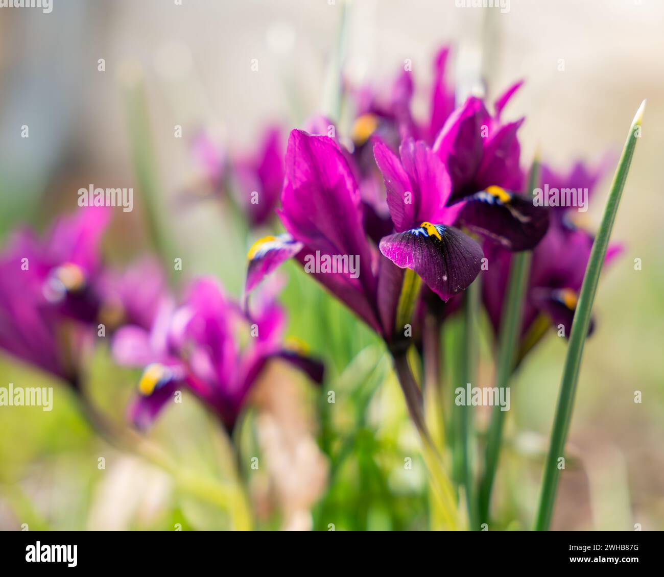 Fleur d'iris violette poussant dans le jardin. Iris pygmée violet violet ou iris nain (Iris pumila) en fleur dans la prairie au printemps. Flou de mise au point. Mise au point sélective. Banque D'Images