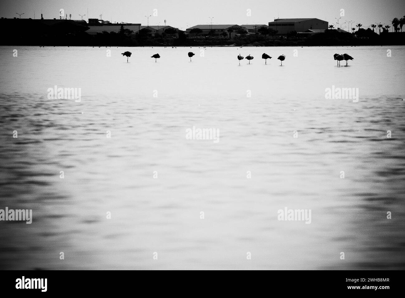 Silhouettes noires de flamants roses sur le lac salé de Larnaca au coucher du soleil. Noir et blanc Banque D'Images